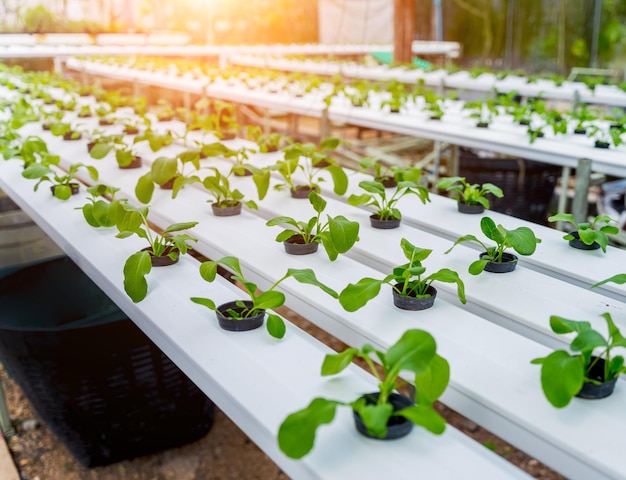 Racks with young microgreens in pots at hydroponics farms