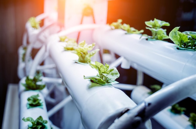 Racks with young microgreens in pots under led lamps in hydroponics vertical farms