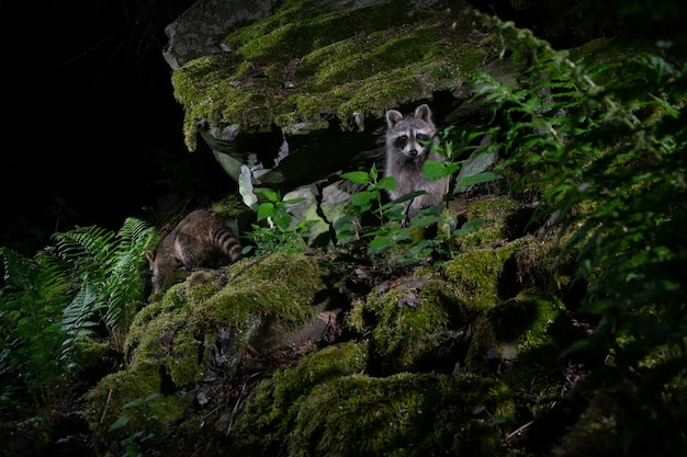 Racoon in beautiful nature habitat