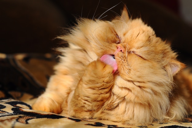 Rad Persian cat licks itself