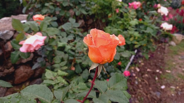 Radiant Citrus Hues Captivating Orange Rose Blooms Adorning My Garden