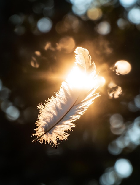 Photo radiant feather in sunlight natures delicate beauty