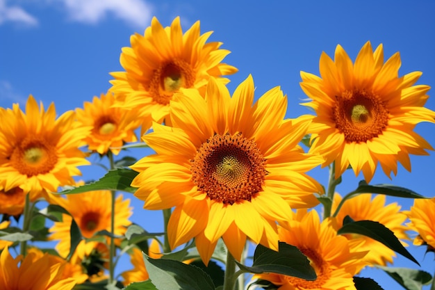 Radiant Sunflower Garden photo