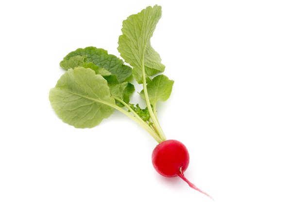 Radish fresh isolated on white background.