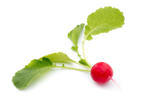 Radish fresh isolated on white background.