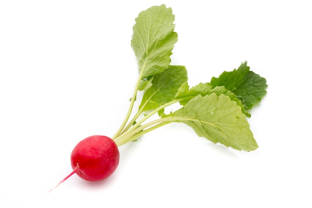 Radish fresh isolated on white background.