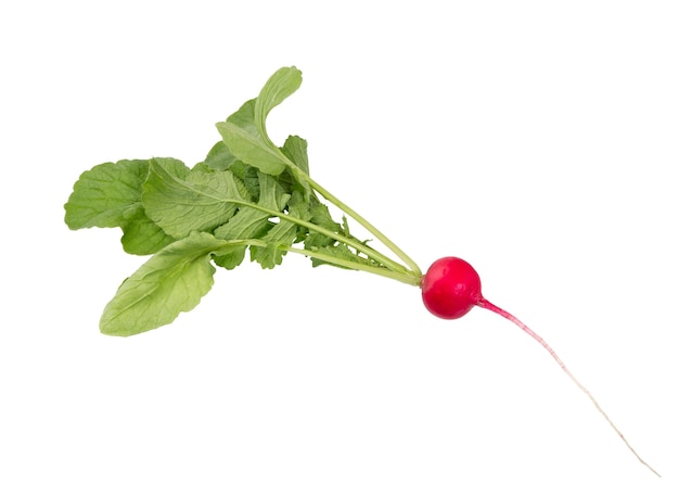 Radish. Fresh of radish isolated on white background.