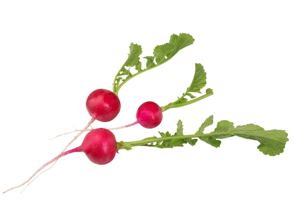 Radish. Fresh of radish isolated on white background.