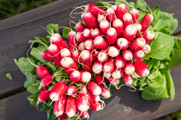 radish fresh vegetable organic food snack outdoor copy space food background veggie vegan