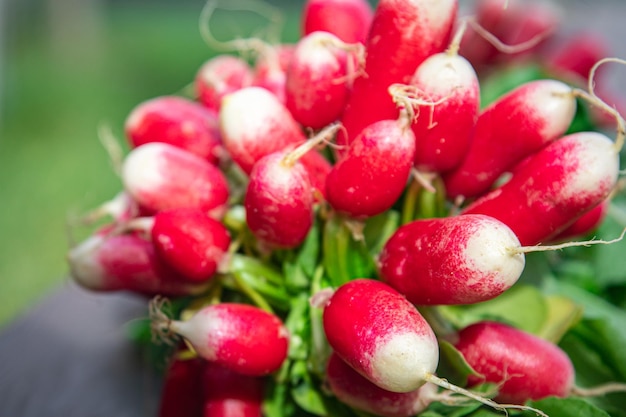 radish fresh vegetable organic food snack outdoor copy space food background veggie vegan