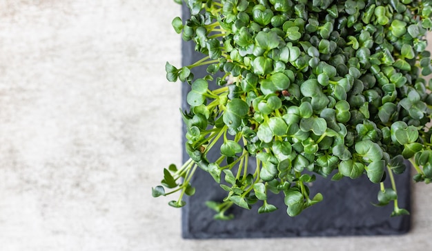 Radish microgreen sprouts Concept of vegan food Growing at home