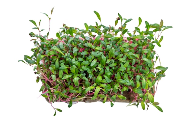 Radish microgreens in a container Top view Vitamins health and eco business Isolated on white background