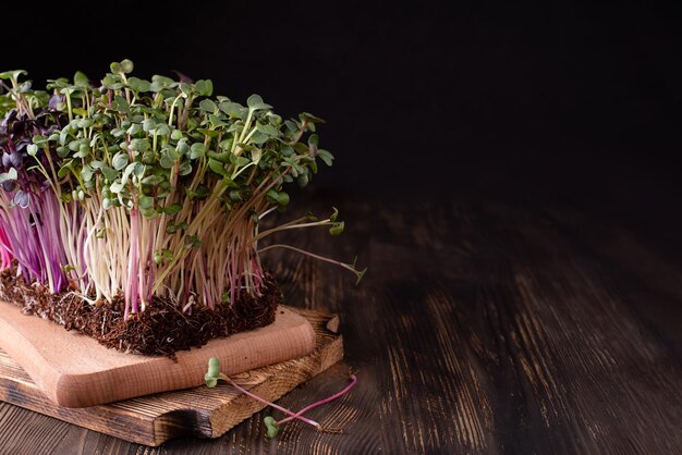 Radish microgreens on a dark wooden background, copy space.