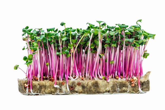 Radish microgreens with lilac stems on agrowool Health vitamins and natural products Isolated on white background