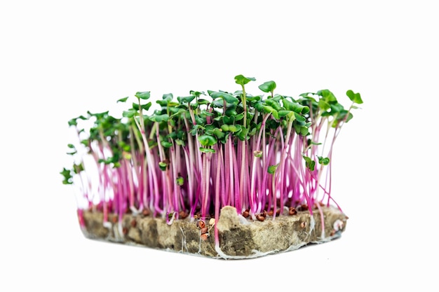 Radish microgreens with lilac stems on agrowool Health vitamins and natural products Isolated on white background