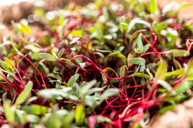 Radish microgreens