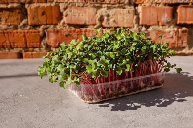 Radish sprouts growing greens at home young sprout microgreen