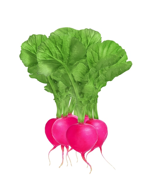 radish with a green tot on a white background