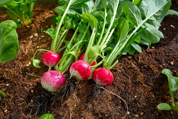 Radishes in an orchard at urban garden