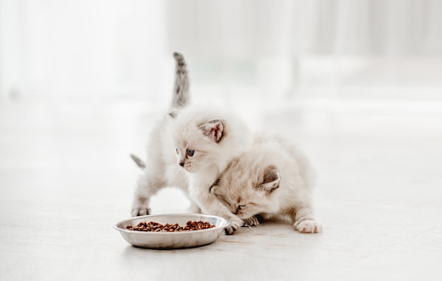 Ragdoll cat kitten in studio