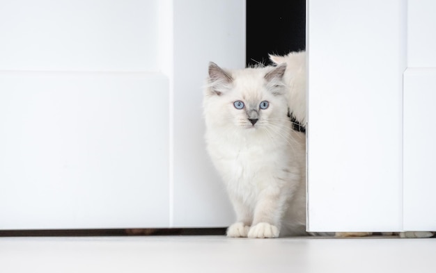 Ragdoll cat in light room