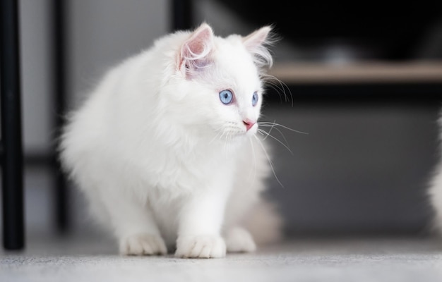 Ragdoll cat outdoors