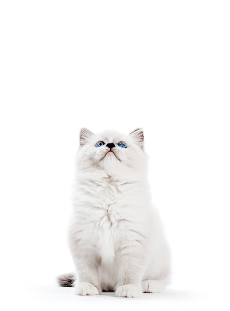 Ragdoll cat, small kitten portrait on white background