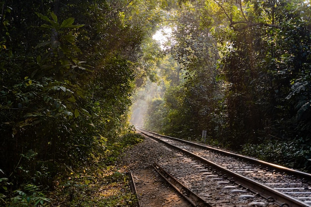 railroad in the forest