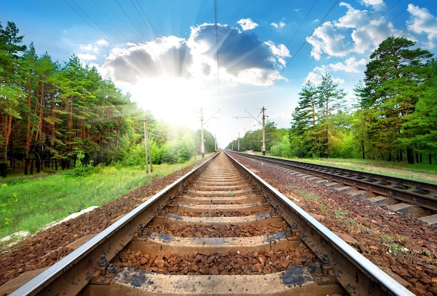 Railroad through the green pine forest close-up