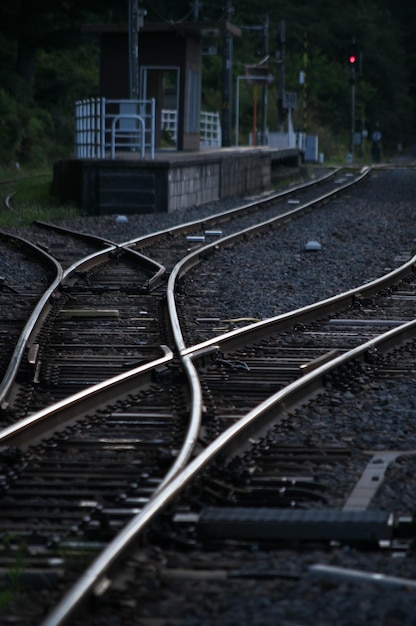 Railroad tracks amidst trees