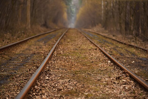 Rails in the forest