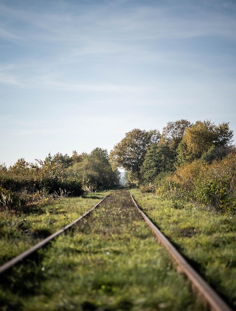 Rails leading to a natural tunnel made of trees incredible wildlife