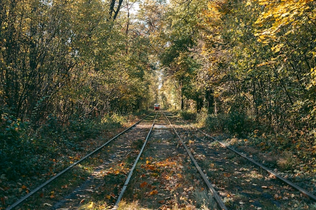 Rails for a train in the forest in autumn