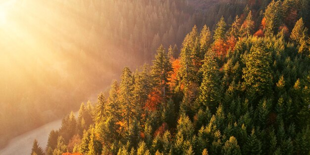 Railway autumn forest dawn view from a height