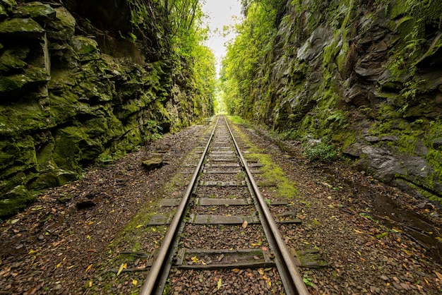 Railway crossing forest Rio Grande do Sul Brazil