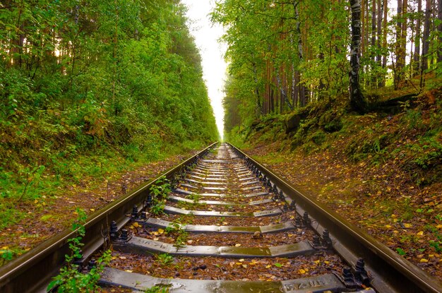 The railway passes through the forest after the rain.