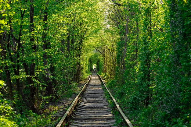 A railway in the spring forest tunnel of love