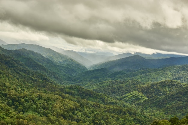 Rain cloud over the forest