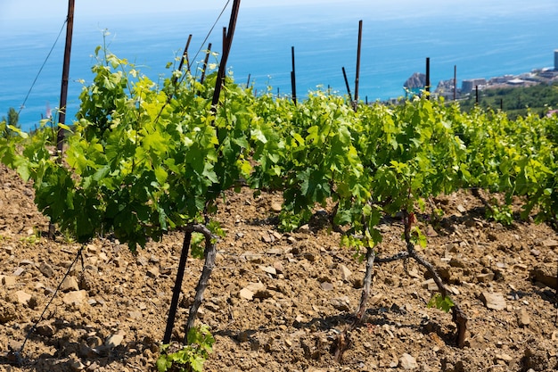 Rain clouds over mountains and a valley with a green vineyard.