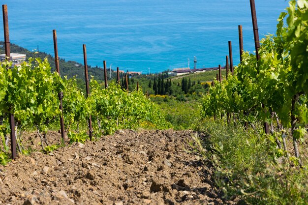 Rain clouds over mountains and a valley with a green vineyard.