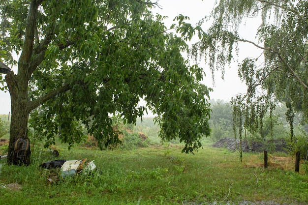 Rain in the courtyard of a village house. Green nature