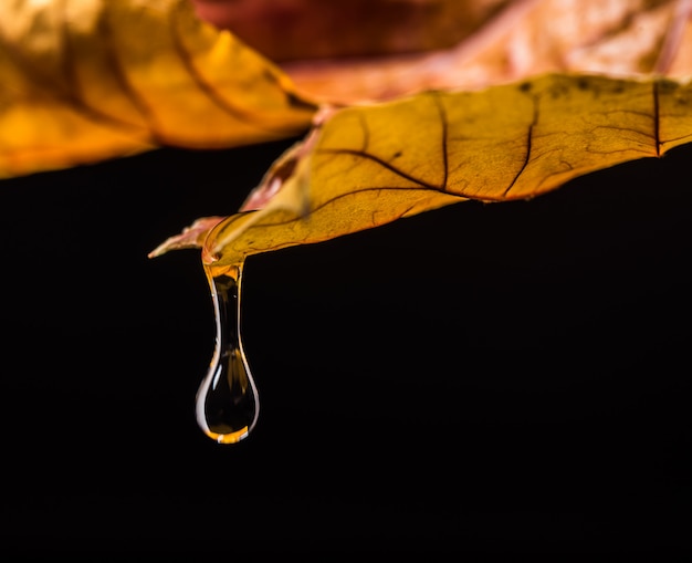 Rain drop to maple leaf, isolated on black background, selective focus. Raindrop on leaf.