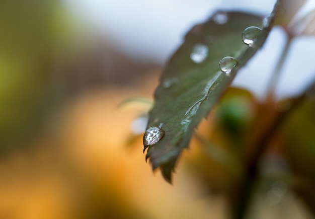 Rain drop on rose leaf with sun shining in morningDew drop with transparent water on a green leaf