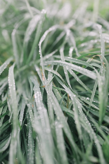 Rain drops on green grass natural texture for background