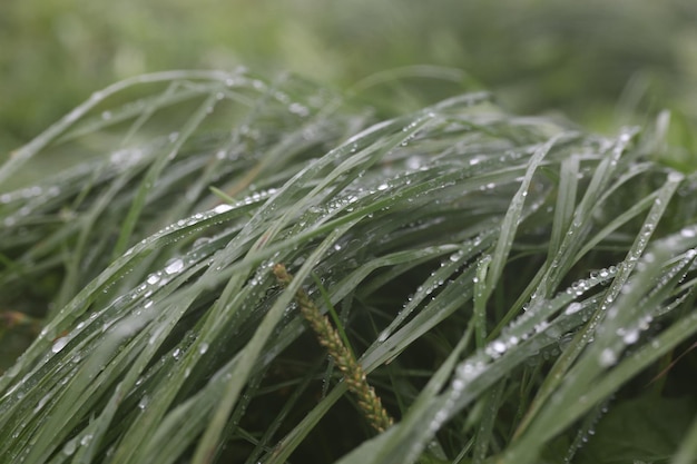 Rain drops on green grass natural texture for background