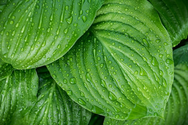 Rain drops on green leaf Foliage Nature Background