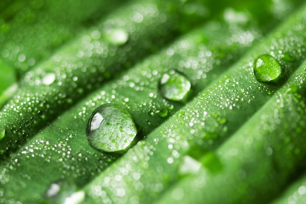 Rain drops on green leaf macro photo Water drops of dew on leaf Natural background