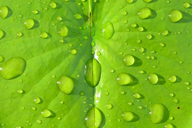 rain drops on green lotus leaf   