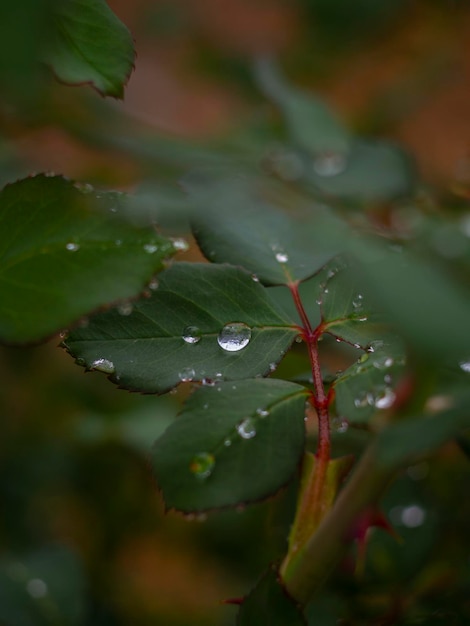 Photo rain drops on rose leaf