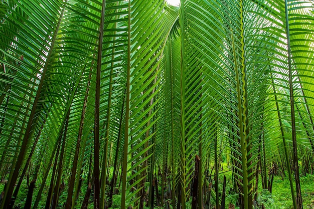 Rain forest banner background Green palm leaves in tropical rainforest Dioon edule Plant also kno